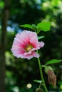 Pink hollyhocks with green leaves and green background Royalty Free Stock Photo