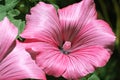 Pink hollyhock growing in a garden. Flower of an alcea close up macro. Malva. Malvaceae Family