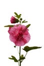 Pink hollyhock isolated on white
