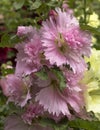 Pink Hollyhock lilac cluster - alcea - in a botanical garden in Panama