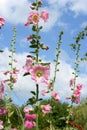 Pink hollyhock