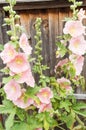 Pink Hollyhocks against a wooden fence in a garden