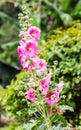 Pink Hollyhocks