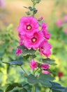 Pink hollyhocks blooming