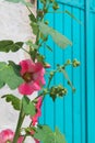 Pink Hollyhocks with blue blinds Royalty Free Stock Photo