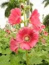 Pink Hollyhocks flowers in the garden Royalty Free Stock Photo