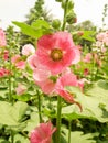 Pink Hollyhocks flowers in the garden Royalty Free Stock Photo