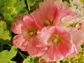 Pink Hollyhocks flowers in the garden Royalty Free Stock Photo