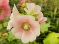 Pink Hollyhocks flowers in the garden Royalty Free Stock Photo