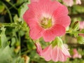 Pink Hollyhocks flowers in the garden Royalty Free Stock Photo