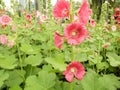 Pink Hollyhocks flowers in the garden Royalty Free Stock Photo