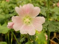 Pink Hollyhocks flowers in the garden Royalty Free Stock Photo