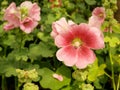 Pink Hollyhocks flowers in the garden Royalty Free Stock Photo