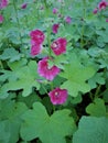 Pink Hollyhocks flowersor Althaea rosea flower blossoms on a summer day in the garden Royalty Free Stock Photo