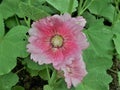 Pink Hollyhocks flowersor Althaea rosea flower blossoms on a summer day in the garden Royalty Free Stock Photo