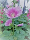 Pink Hollyhocks flowersor Althaea rosea flower blossoms on a summer day in the garden Royalty Free Stock Photo