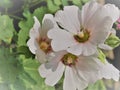 Pink Hollyhocks flowersor Althaea rosea flower blossoms on a summer day in the garden Royalty Free Stock Photo