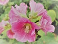 Pink Hollyhocks flowersor Althaea rosea flower blossoms on a summer day in the garden Royalty Free Stock Photo