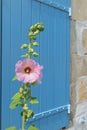 Pink Hollyhocks in France Royalty Free Stock Photo