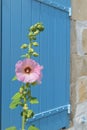 Pink Hollyhocks in France