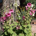 Pink Hollyhocks in Santa Fe, New Mexico