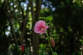 Pink hollyhocks with green leaves Royalty Free Stock Photo