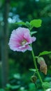 Pink hollyhocks with green leaves Royalty Free Stock Photo