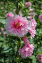 Pink hollyhocks with green leaves