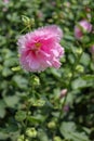 Pink hollyhocks with green leaves