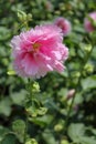 Pink hollyhocks with green leaves Royalty Free Stock Photo