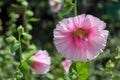 Pink hollyhocks with green leaves Royalty Free Stock Photo
