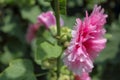 Pink hollyhocks with green leaves Royalty Free Stock Photo