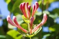 Pink Honeysuckle buds and flowers in the garden. Lonicera Etrusca Santi caprifolium,  woodbine in bloom. Floral background Royalty Free Stock Photo
