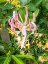 Pink honeysuckle flower Royalty Free Stock Photo