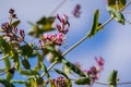 Pink honeysuckle Lonicera hispidula flowers, California Royalty Free Stock Photo