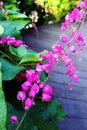 Pink honolulu creeper, garden wood path Royalty Free Stock Photo