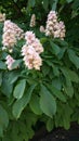 Pink horse chestnut flowers