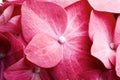 Pink hortensia