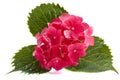 Pink hortensia