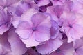 Pink Hortensia Background