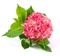 Pink hortensia blossom. fresh hydrangea flower