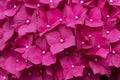 Pink Hortensia, Hydrangea with lots of blooms Royalty Free Stock Photo