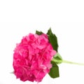 Pink hortensia flower branch Royalty Free Stock Photo
