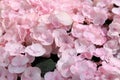 Pink hortensia flower closeup Royalty Free Stock Photo