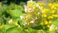 Pink hortensia flower in the garden