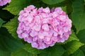 Pink hortensia flower Royalty Free Stock Photo