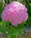 Pink Hortensia flower natural bouquet