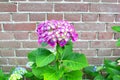 Pink Hortensia flower old brick wall, Netherlands Royalty Free Stock Photo