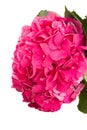 Pink hortensia flowers Royalty Free Stock Photo