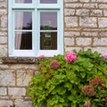 Pink hortensia flowers in the cottage garden with blue window Royalty Free Stock Photo